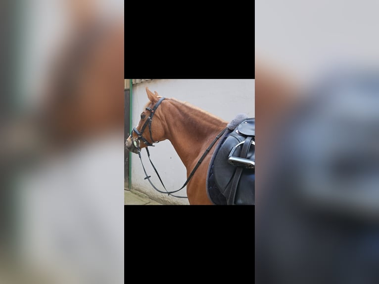 Deutsches Reitpony Stute 12 Jahre 152 cm Fuchs in Niederzier