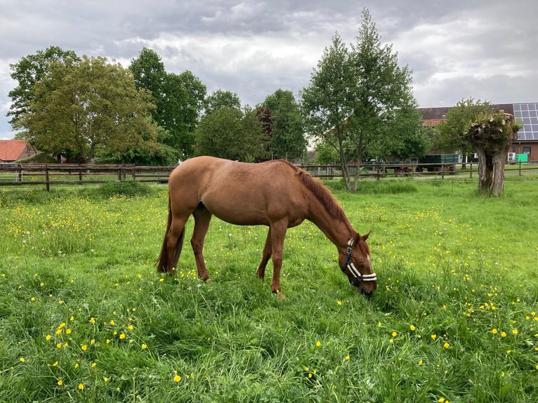 Deutsches Reitpony Stute 12 Jahre 152 cm Fuchs in Nienstädt Liekwegen