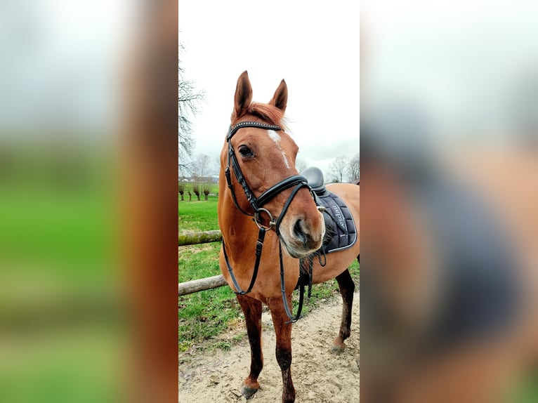 Deutsches Reitpony Stute 12 Jahre 152 cm Fuchs in Nienstädt Liekwegen