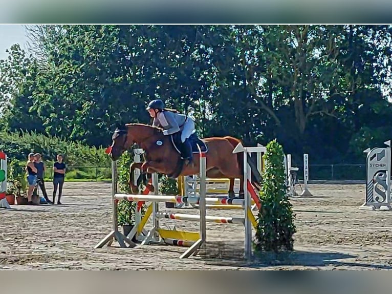 Deutsches Reitpony Stute 12 Jahre 152 cm Fuchs in Nienstädt Liekwegen