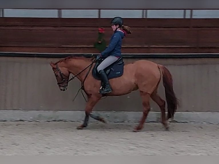 Deutsches Reitpony Stute 12 Jahre 152 cm Fuchs in Nienstädt Liekwegen