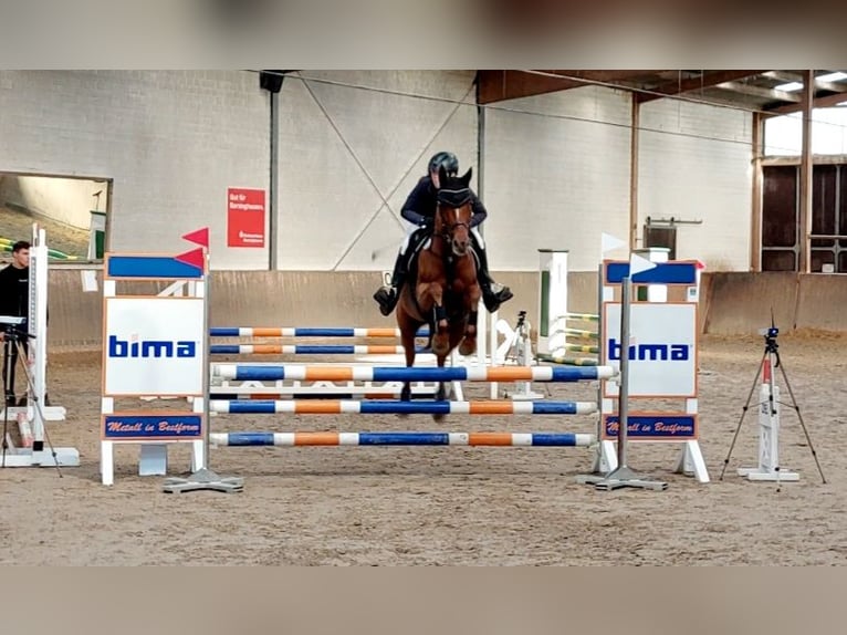 Deutsches Reitpony Stute 12 Jahre 152 cm Fuchs in Nienstädt Liekwegen
