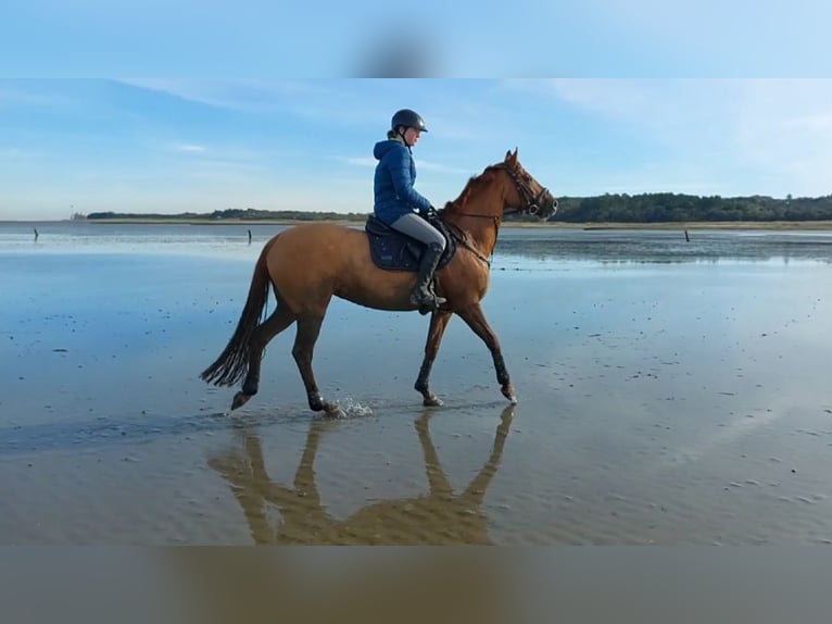 Deutsches Reitpony Stute 12 Jahre 152 cm Fuchs in Nienstädt Liekwegen