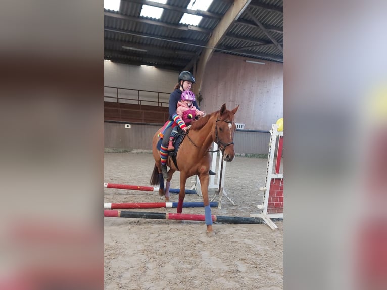 Deutsches Reitpony Stute 12 Jahre 152 cm Fuchs in Nienstädt Liekwegen