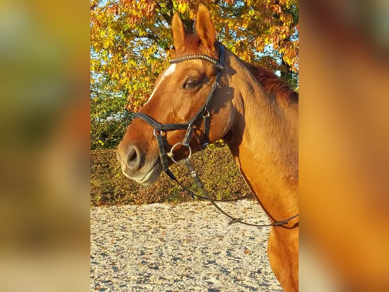 Deutsches Reitpony Stute 12 Jahre 152 cm Fuchs in Nienstädt Liekwegen