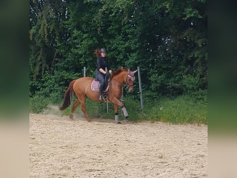 Deutsches Reitpony Stute 12 Jahre 152 cm Fuchs in Nienstädt Liekwegen