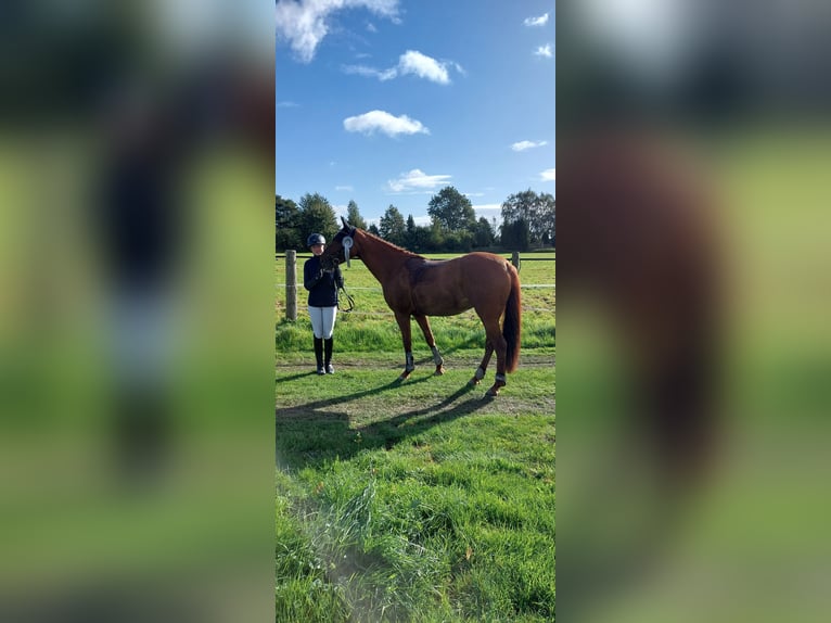 Deutsches Reitpony Stute 12 Jahre 152 cm Fuchs in Nienstädt Liekwegen