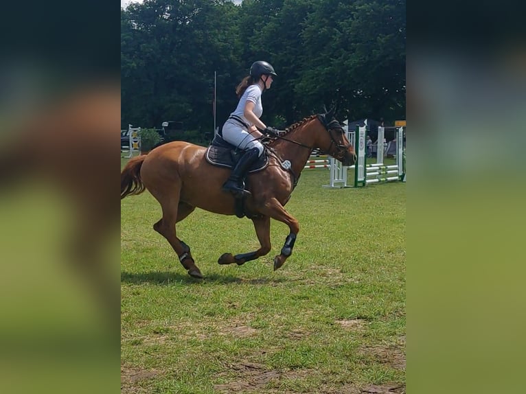 Deutsches Reitpony Stute 12 Jahre 152 cm Fuchs in Nienstädt Liekwegen