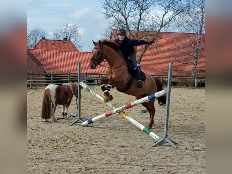 Deutsches Reitpony Stute 12 Jahre 152 cm Fuchs in Nienstädt Liekwegen