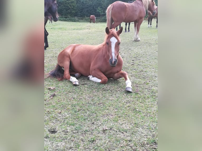 Deutsches Reitpony Stute 12 Jahre 153 cm Fuchs in Elmenhorst