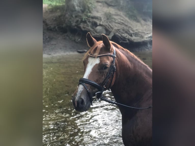 Deutsches Reitpony Stute 12 Jahre 153 cm Fuchs in Elmenhorst
