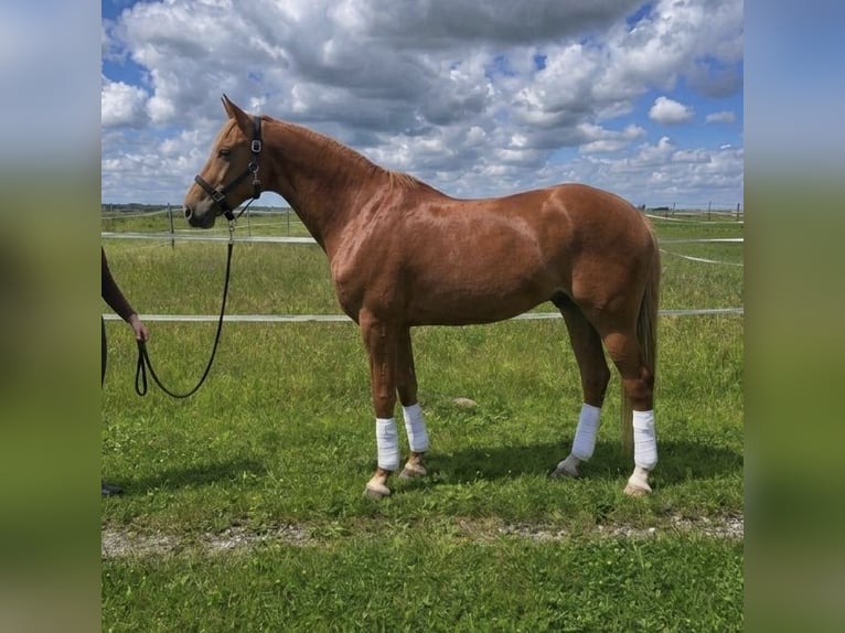 Deutsches Reitpony Stute 12 Jahre 154 cm Fuchs in Köln