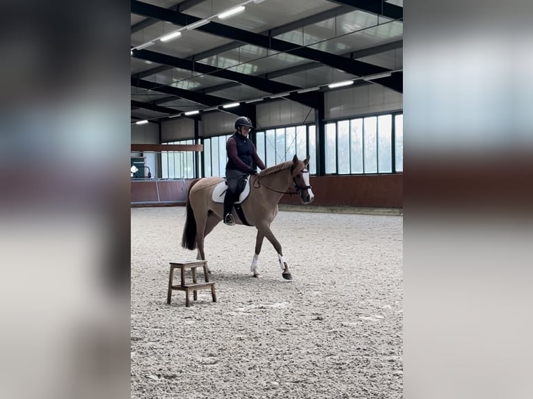 Deutsches Reitpony Stute 12 Jahre 155 cm Fuchs in Wiefelstede