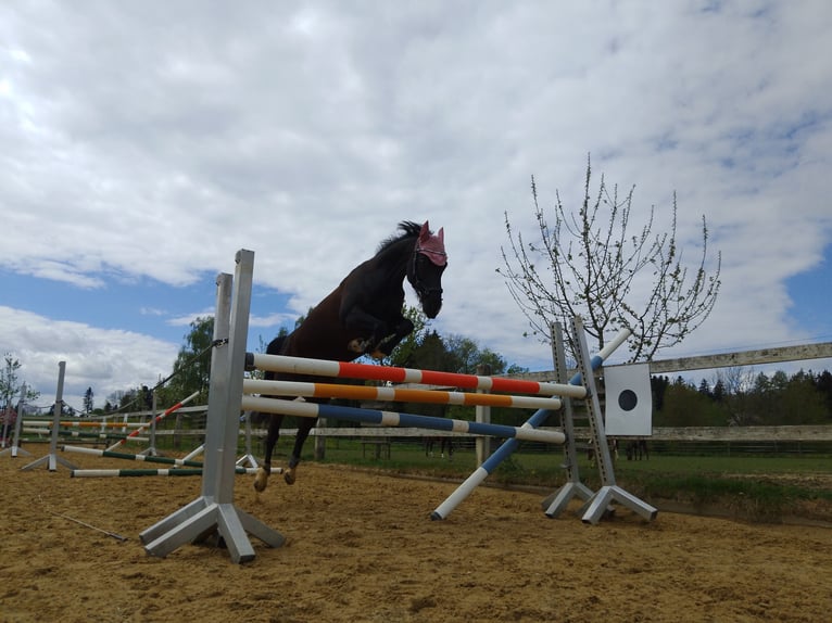 Deutsches Reitpony Stute 12 Jahre 155 cm Schwarzbrauner in Deggenhausertal