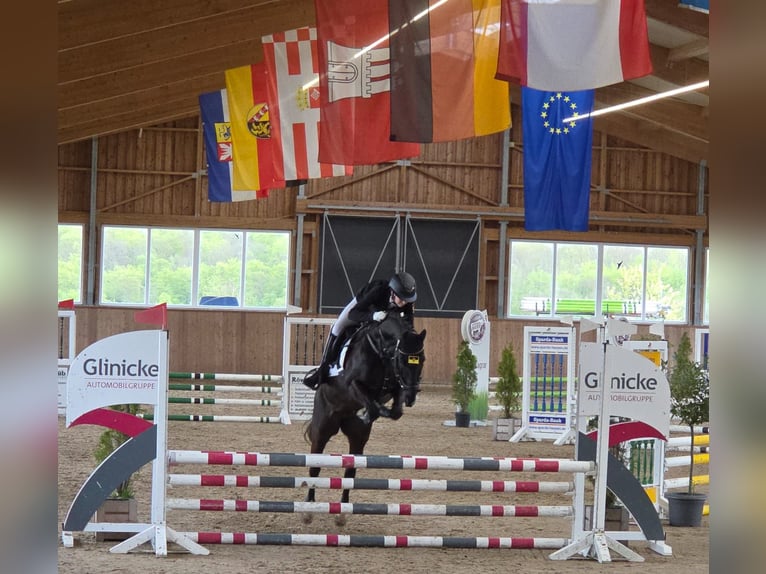 Deutsches Reitpony Stute 12 Jahre 155 cm Schwarzbrauner in Deggenhausertal