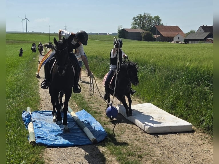 Deutsches Reitpony Stute 12 Jahre 155 cm Schwarzbrauner in Deggenhausertal