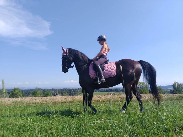 Deutsches Reitpony Stute 12 Jahre 155 cm Schwarzbrauner in Deggenhausertal