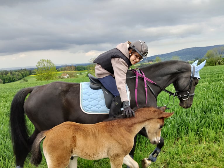 Deutsches Reitpony Stute 12 Jahre 155 cm Schwarzbrauner in Deggenhausertal
