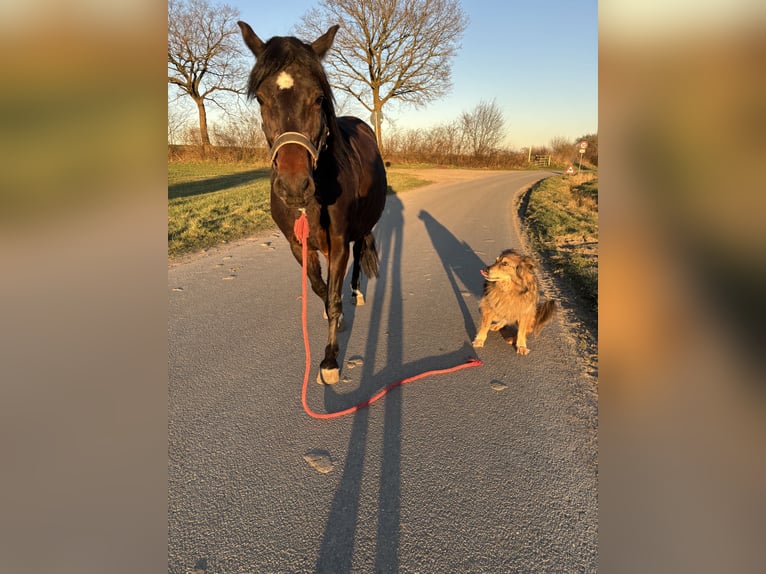 Deutsches Reitpony Mix Stute 12 Jahre Brauner in Ascheberg