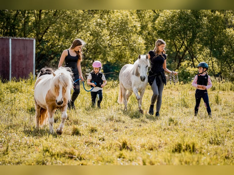 Deutsches Reitpony Stute 13 Jahre 122 cm Fliegenschimmel in Wächtersbach