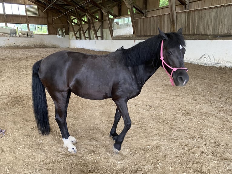 Deutsches Reitpony Stute 13 Jahre 137 cm Rappe in Elsbethen