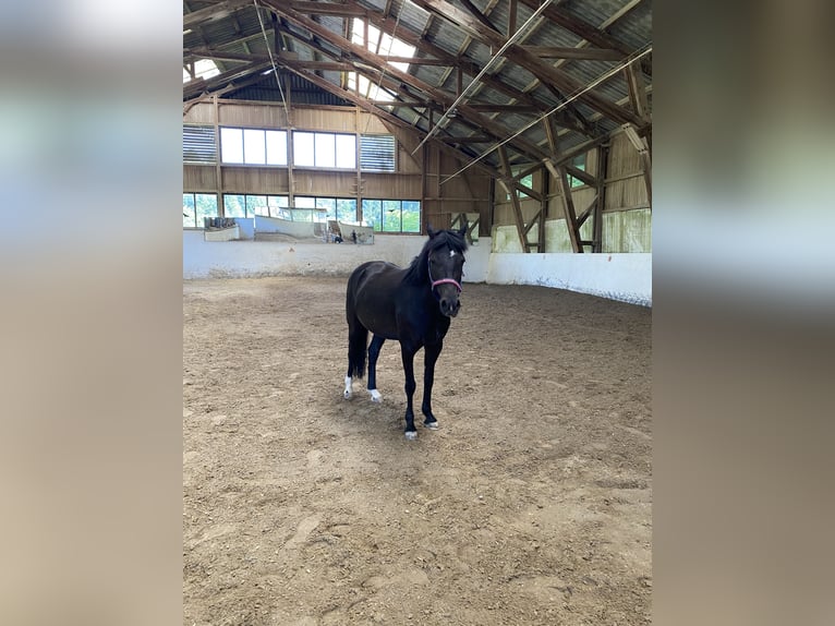 Deutsches Reitpony Stute 13 Jahre 137 cm Rappe in Elsbethen