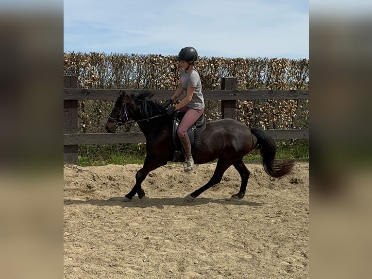 Deutsches Reitpony Stute 13 Jahre 140 cm Brauner in Daleiden