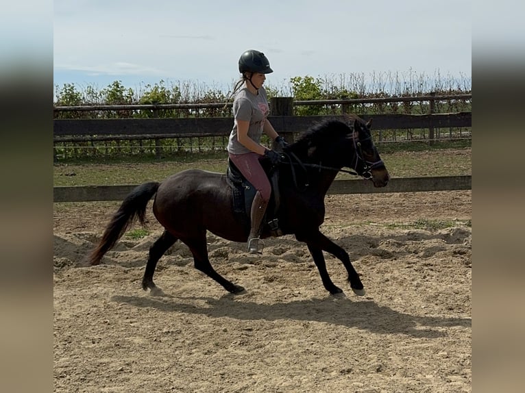 Deutsches Reitpony Stute 13 Jahre 140 cm Brauner in Daleiden