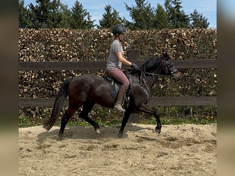 Deutsches Reitpony Stute 13 Jahre 140 cm Brauner in Daleiden