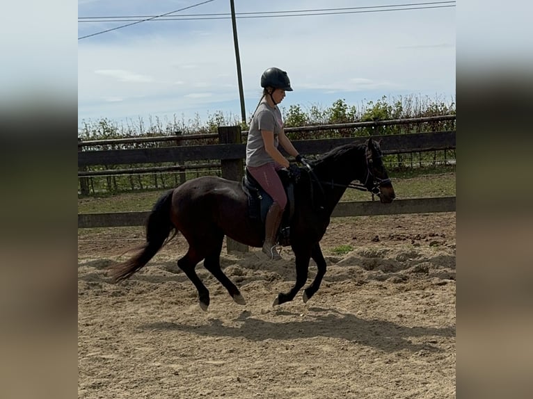 Deutsches Reitpony Stute 13 Jahre 140 cm Brauner in Daleiden