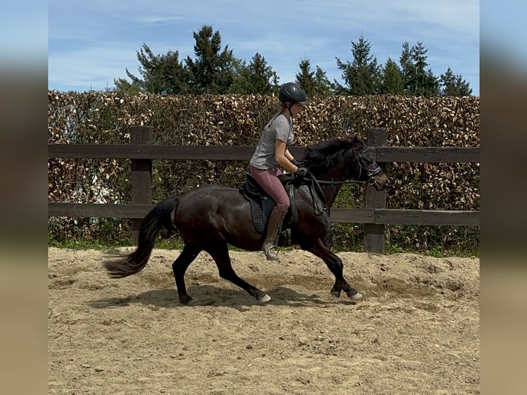 Deutsches Reitpony Stute 13 Jahre 140 cm Brauner in Daleiden