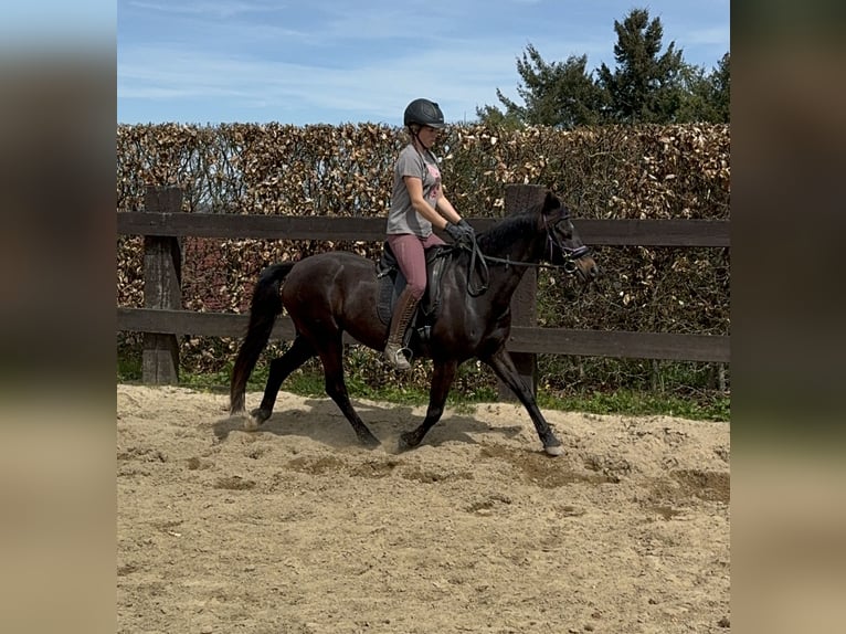 Deutsches Reitpony Stute 13 Jahre 140 cm Brauner in Daleiden