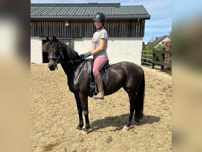 Deutsches Reitpony Stute 13 Jahre 140 cm Brauner in Daleiden