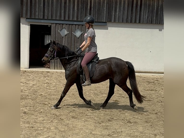 Deutsches Reitpony Stute 13 Jahre 140 cm Brauner in Daleiden