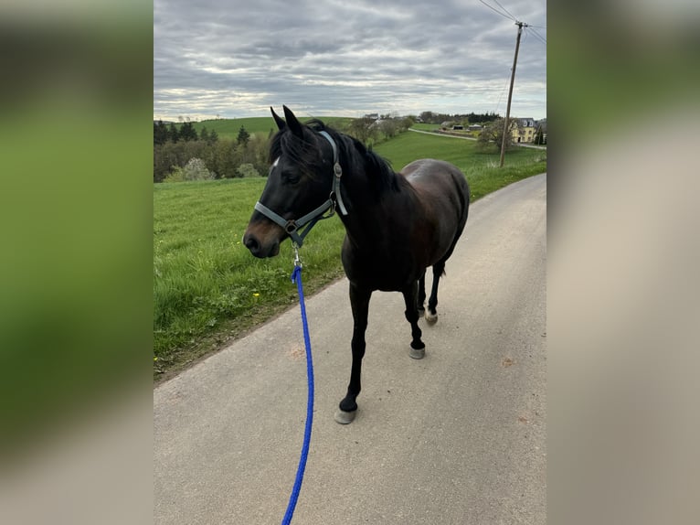 Deutsches Reitpony Stute 13 Jahre 140 cm Brauner in Daleiden