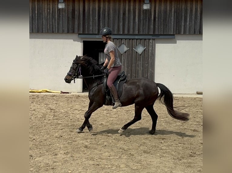 Deutsches Reitpony Stute 13 Jahre 140 cm Brauner in Daleiden
