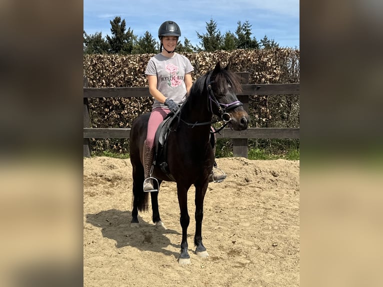 Deutsches Reitpony Stute 13 Jahre 140 cm Brauner in Daleiden