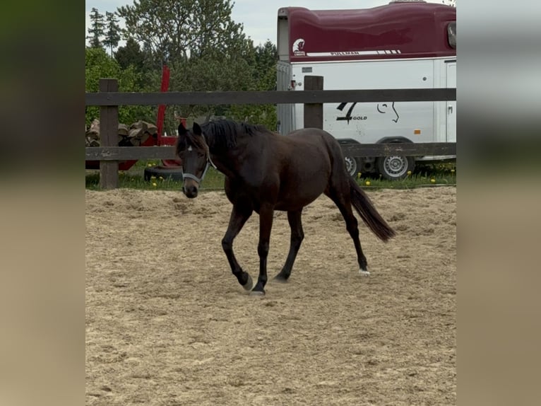 Deutsches Reitpony Stute 13 Jahre 140 cm Brauner in Daleiden