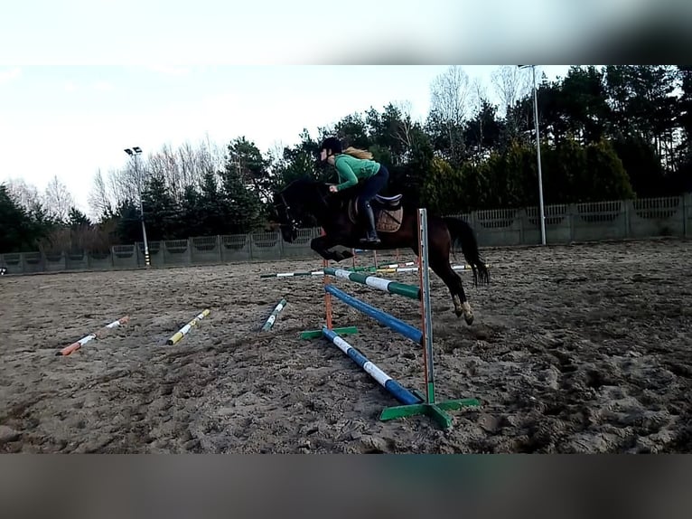 Deutsches Reitpony Stute 13 Jahre 140 cm Rappe in Bukowiec