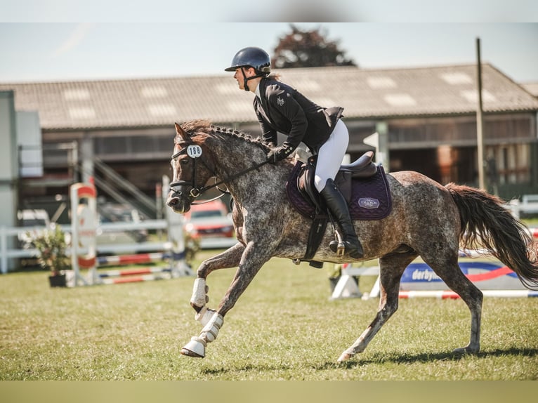 Deutsches Reitpony Stute 13 Jahre 140 cm Rotschimmel in Aukrug