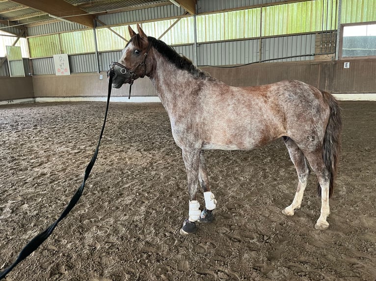 Deutsches Reitpony Stute 13 Jahre 140 cm Rotschimmel in Aukrug
