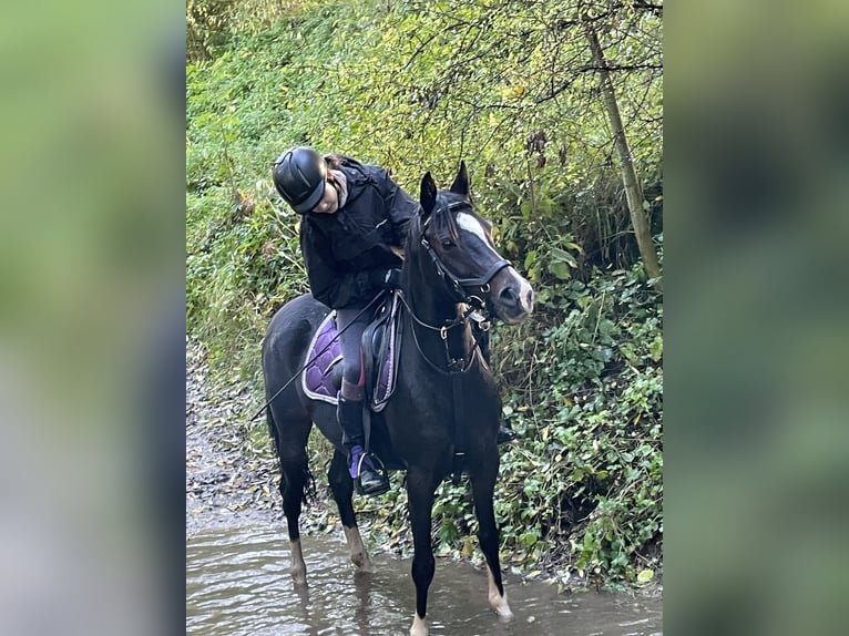 Deutsches Reitpony Stute 13 Jahre 142 cm Dunkelbrauner in Hardegsen
