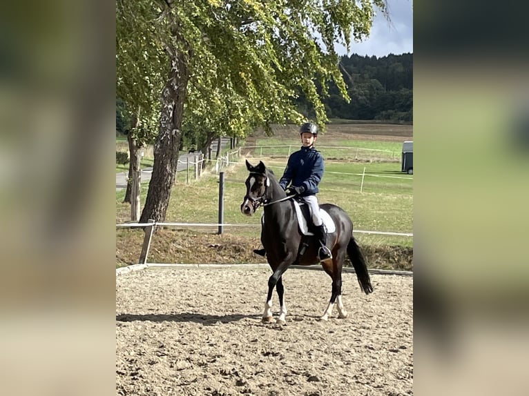 Deutsches Reitpony Stute 13 Jahre 142 cm Dunkelbrauner in Hardegsen