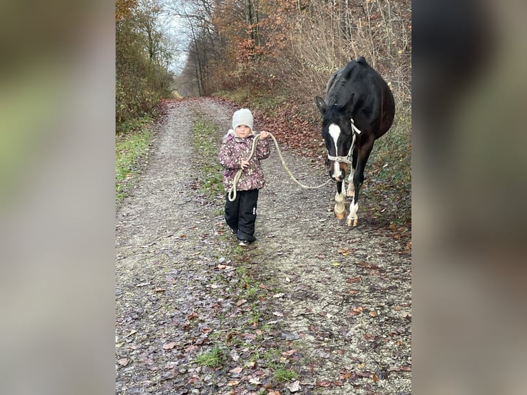 Deutsches Reitpony Stute 13 Jahre 142 cm Dunkelbrauner in Hardegsen