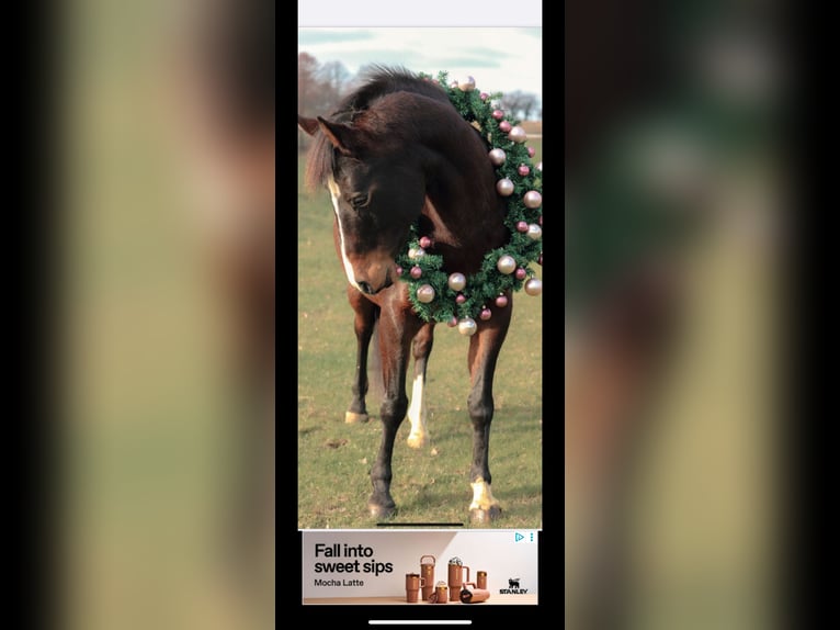 Deutsches Reitpony Mix Stute 13 Jahre 142 cm Dunkelbrauner in Lindlar