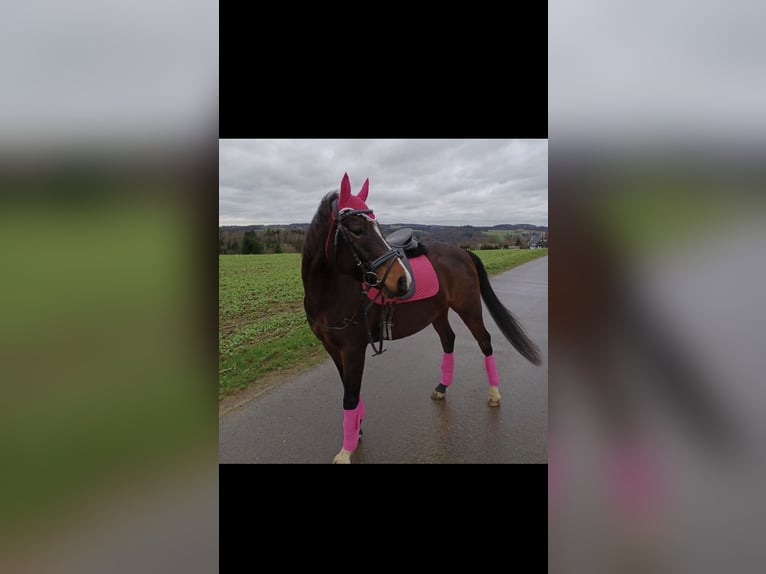Deutsches Reitpony Mix Stute 13 Jahre 142 cm Dunkelbrauner in Lindlar