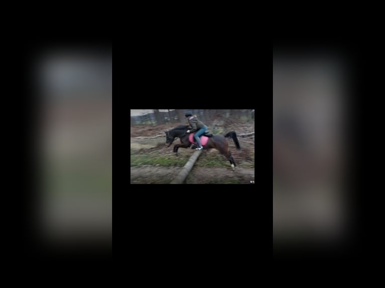 Deutsches Reitpony Mix Stute 13 Jahre 142 cm Dunkelbrauner in Lindlar