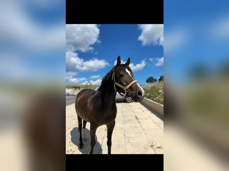 Deutsches Reitpony Mix Stute 13 Jahre 142 cm Dunkelbrauner in Lindlar