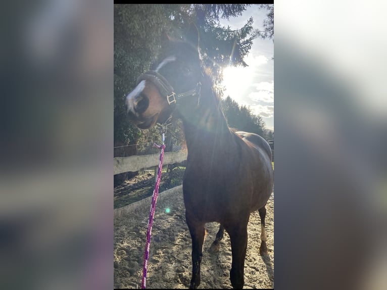 Deutsches Reitpony Mix Stute 13 Jahre 142 cm Dunkelbrauner in Lindlar