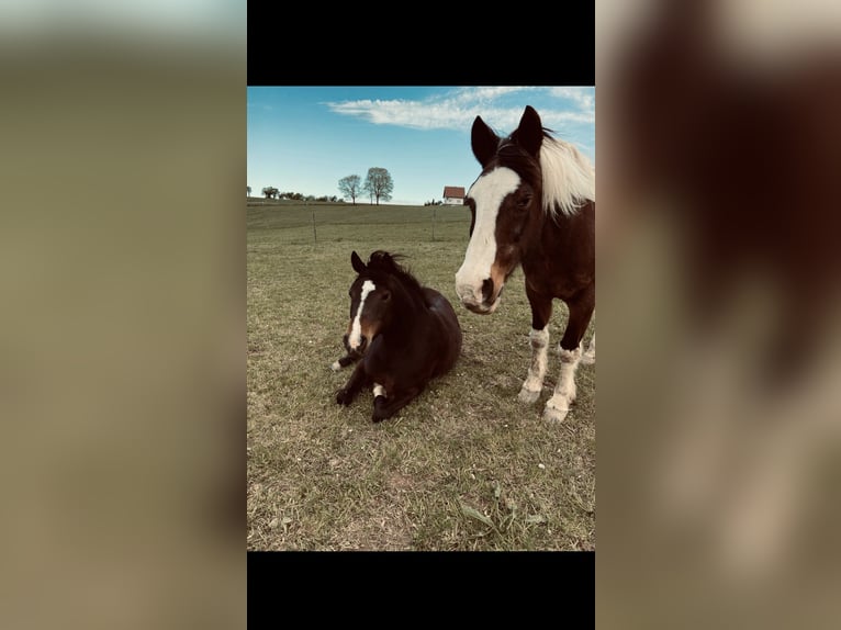 Deutsches Reitpony Mix Stute 13 Jahre 142 cm Dunkelbrauner in Lindlar